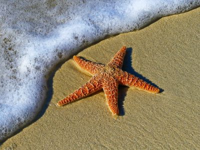 starfish-1851289